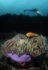 Underwater photography - Maldives