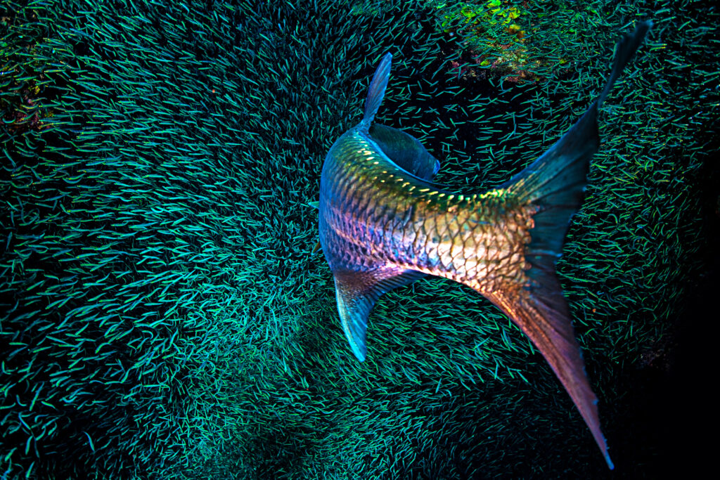 Underwater photography - Cayman Islands