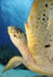 Underwater photography - Cayman Islands