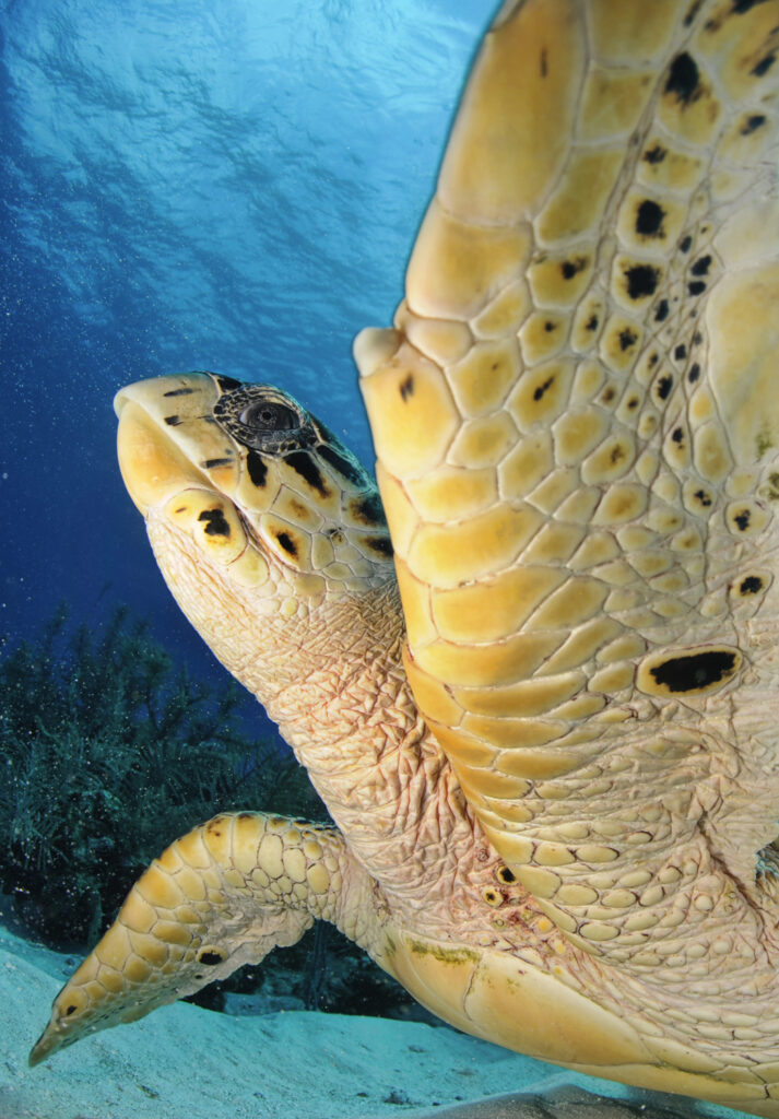 Underwater photography - Cayman Islands