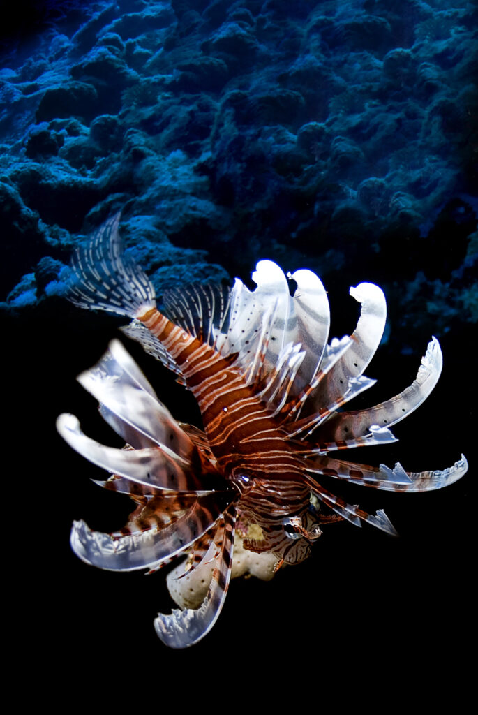 Underwater photography - Egypt