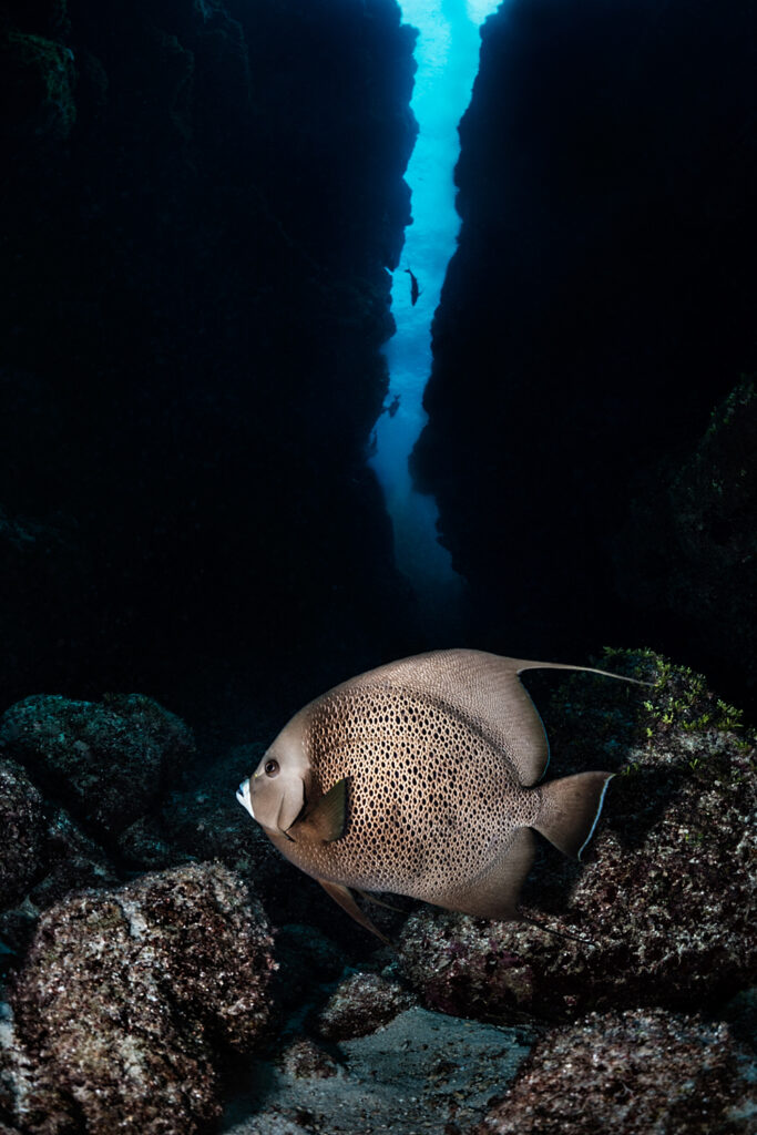 Underwater photography - Cayman Islands