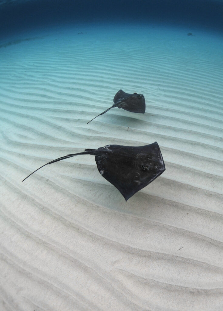 Underwater photography - Cayman Islands