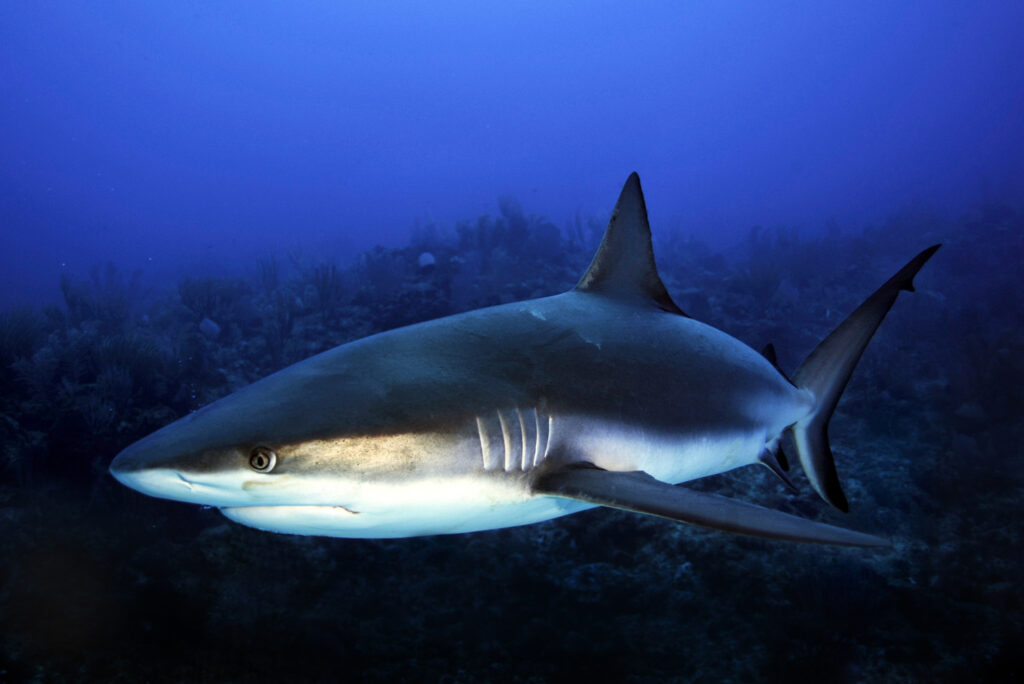 Underwater photography - Cayman Islands