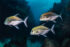 Underwater photography - Cayman Islands