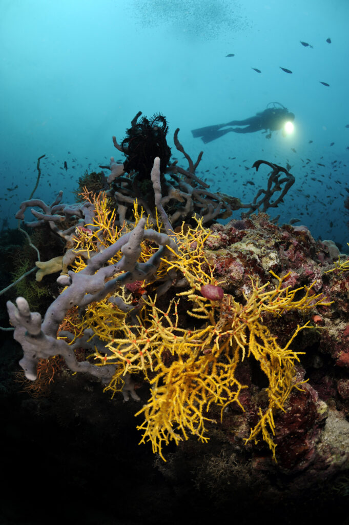 Underwater photography - Maldives