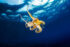 Underwater photography - Croatia
