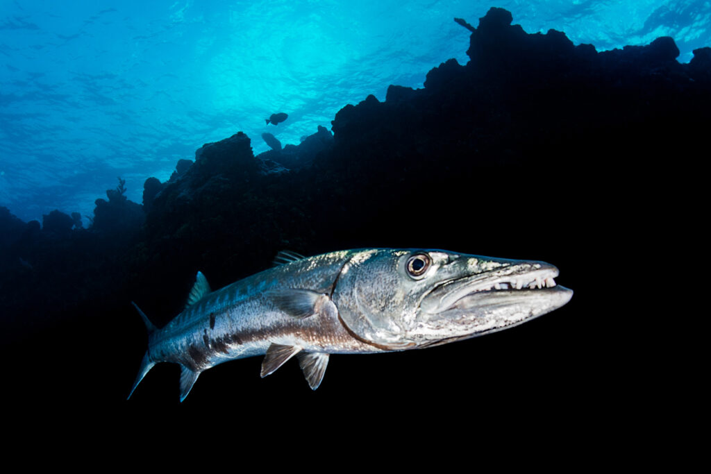 Underwater photography - Cayman Islands