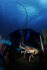 Underwater photography - Cayman Islands