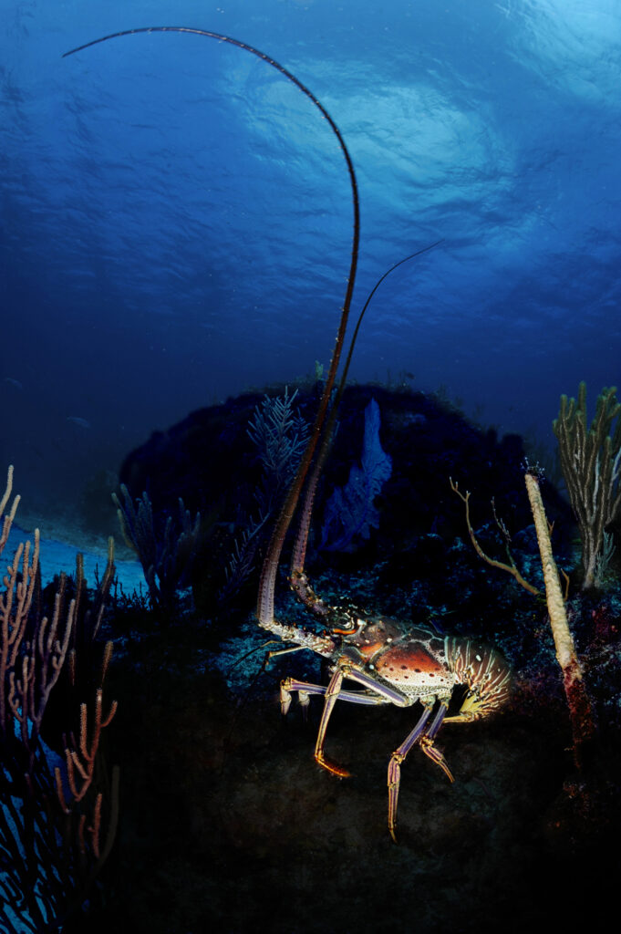 Underwater photography - Cayman Islands