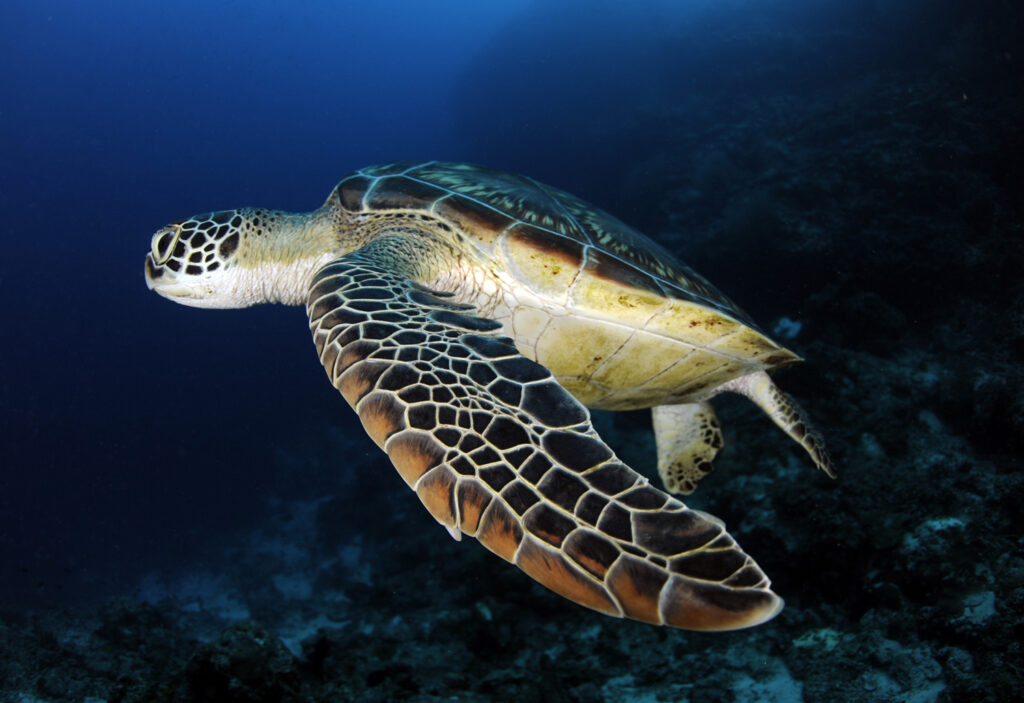 Underwater photography - Maldives