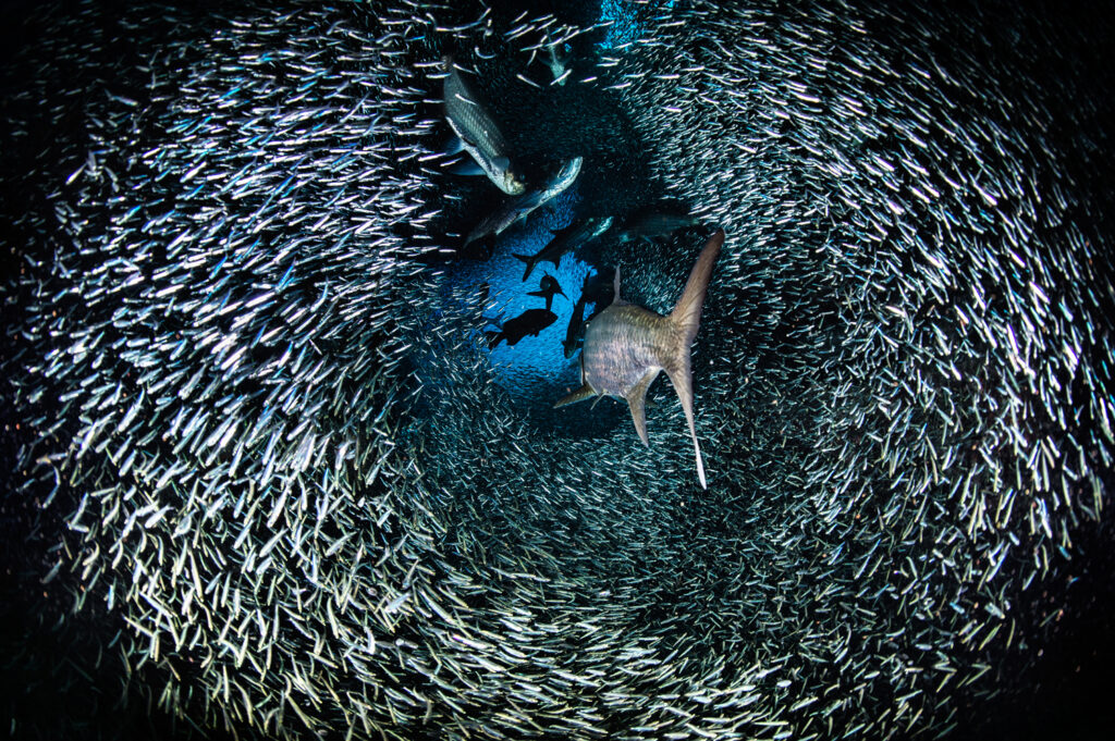 Underwater photography - Cayman Islands