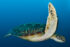 Underwater photography - Maldives
