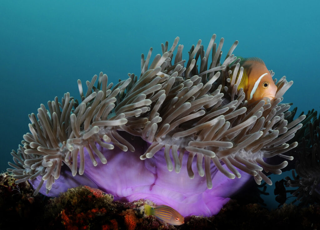 Underwater photography - Maldives