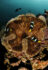 Underwater photography - Maldives