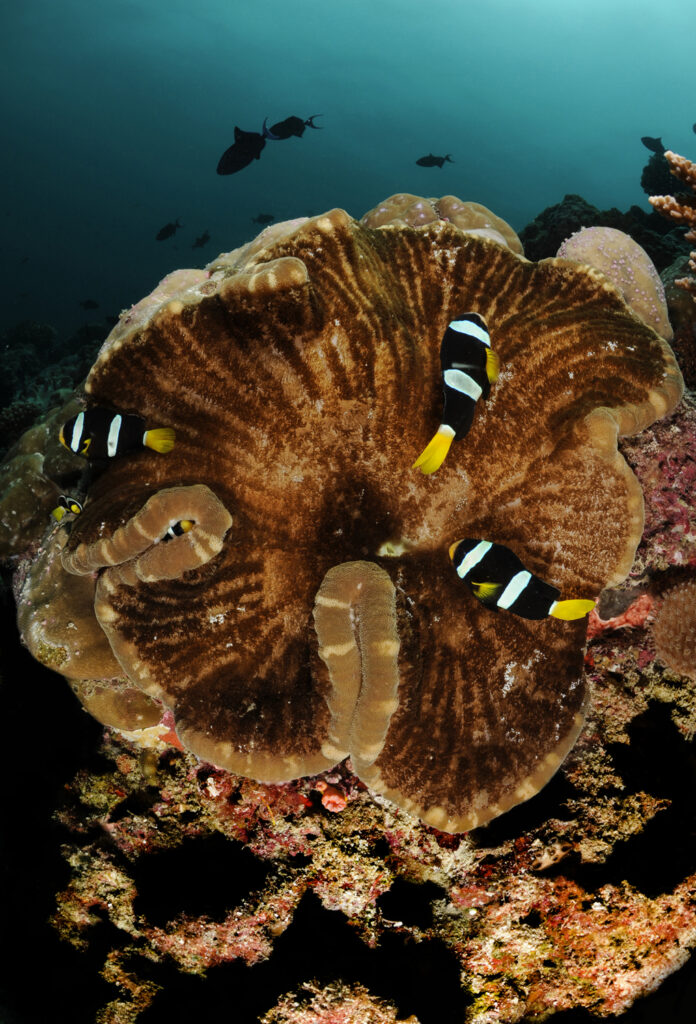 Underwater photography - Maldives