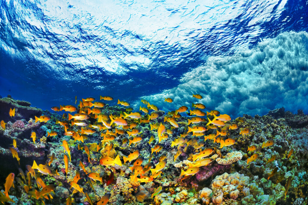 Underwater photography - Egypt