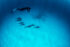 Underwater photography - Egypt