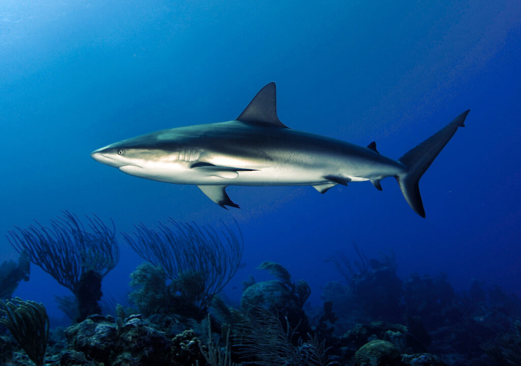 Underwater photography - Cayman Islands