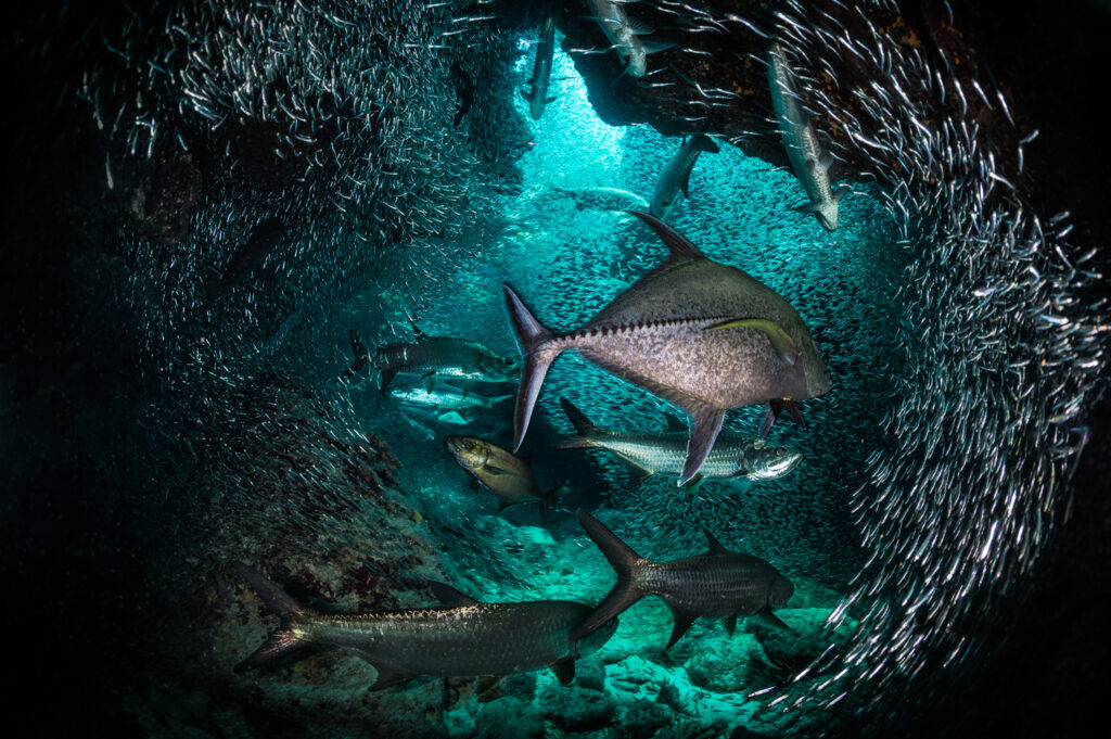 Underwater photography - Cayman Islands