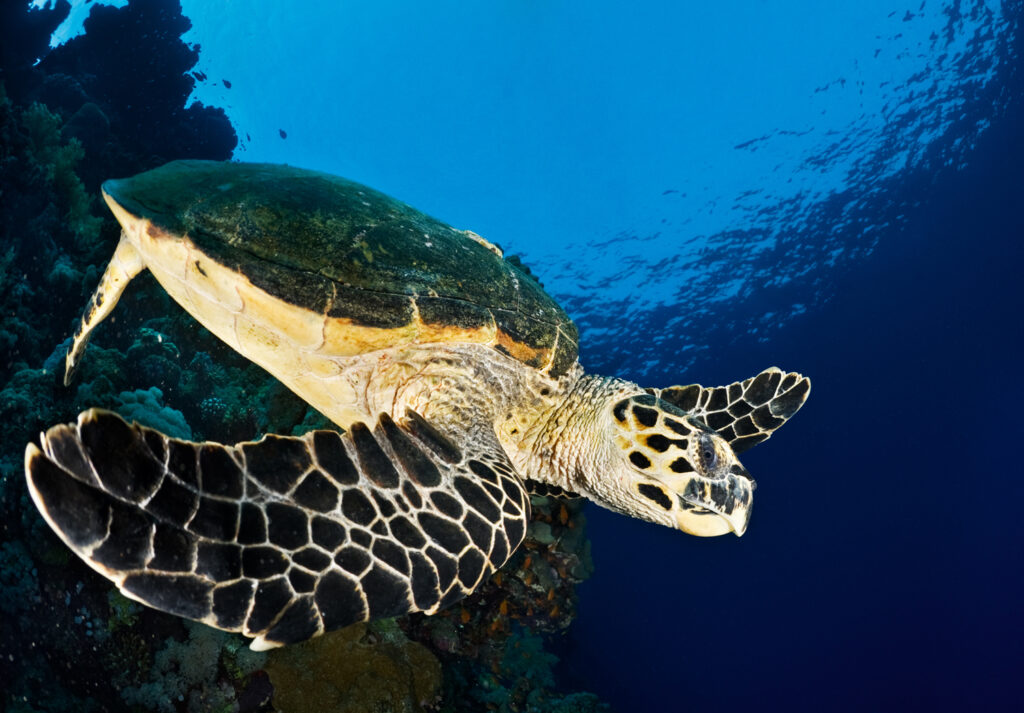 Underwater photography - Cayman Islands
