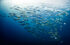 Underwater photography - Cayman Islands