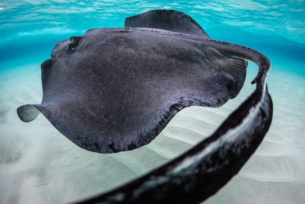 Underwater photography - Cayman Islands