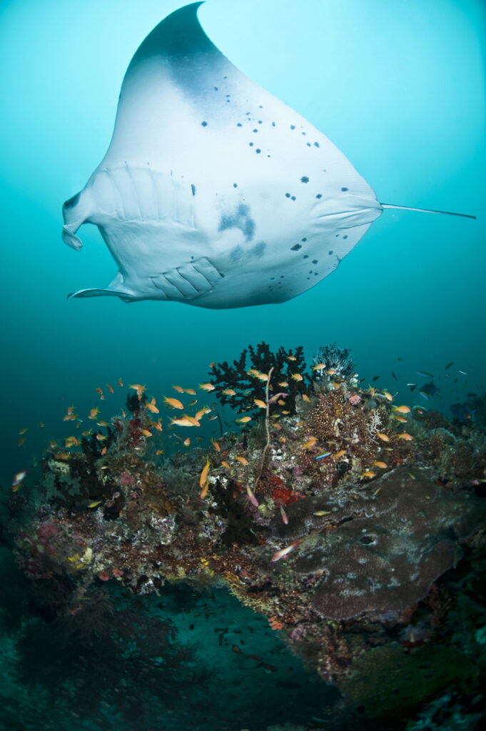 Underwater photography - Maldives