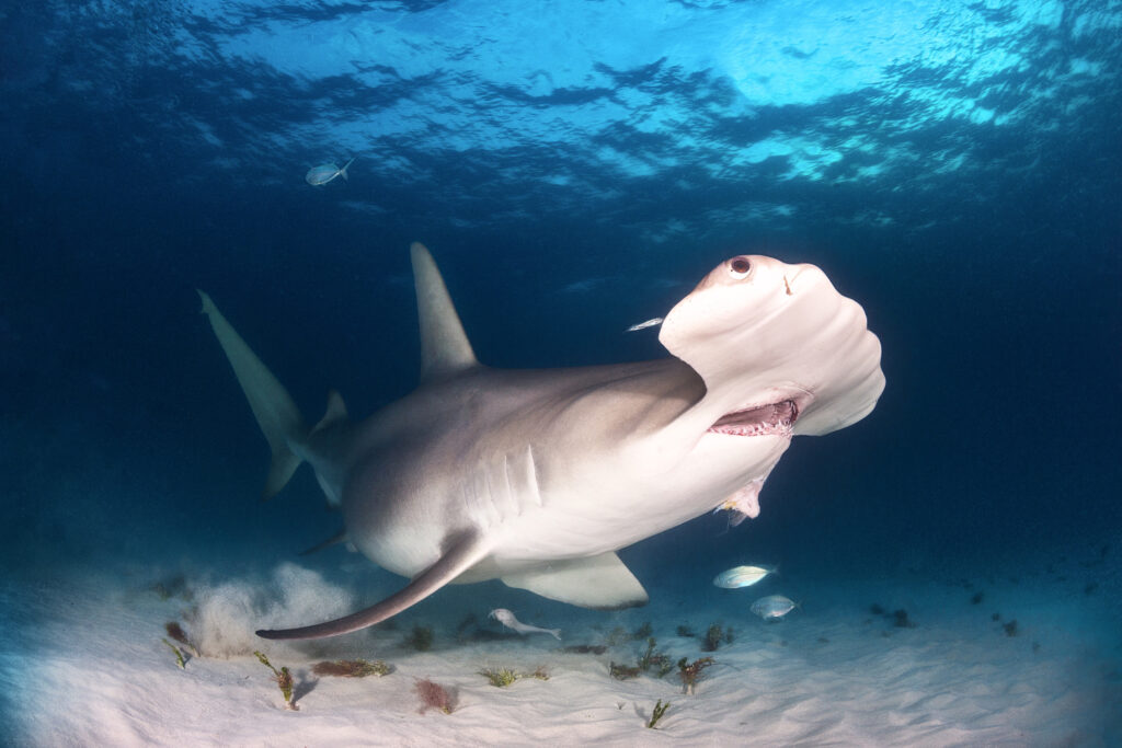 Underwater photography - Bahamas