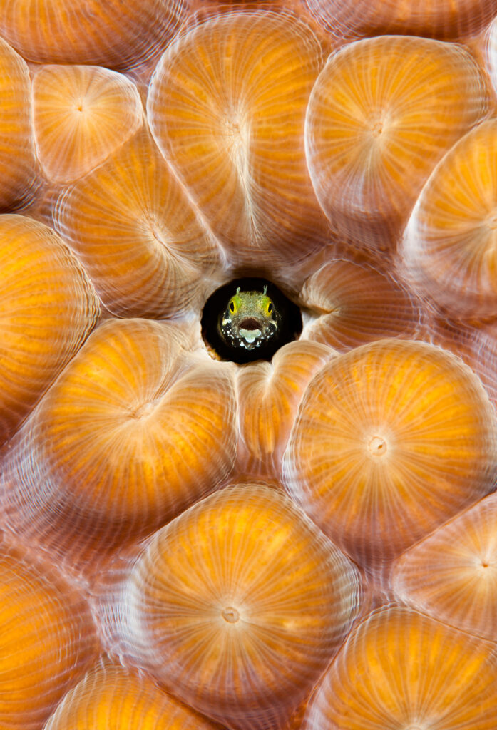 Underwater photography - Cayman Islands