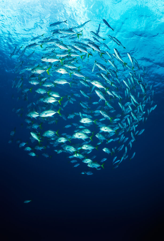 Underwater photography - Cayman Islands