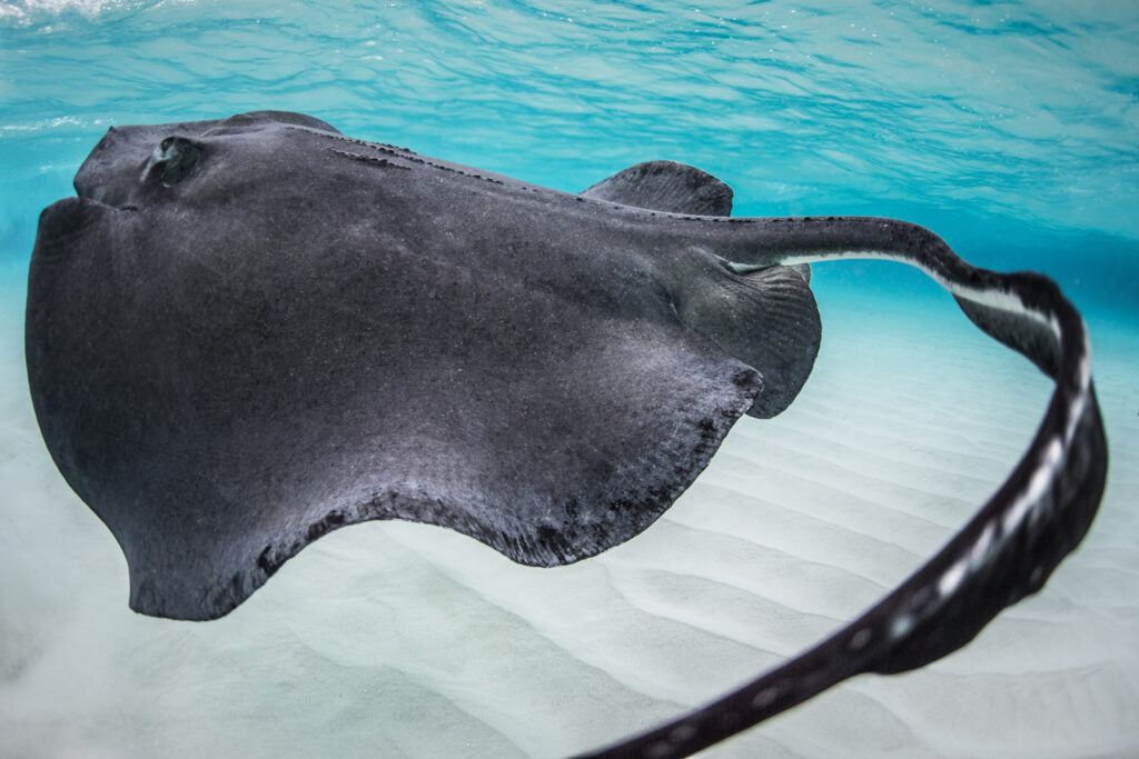 Underwater photography - Cayman Islands