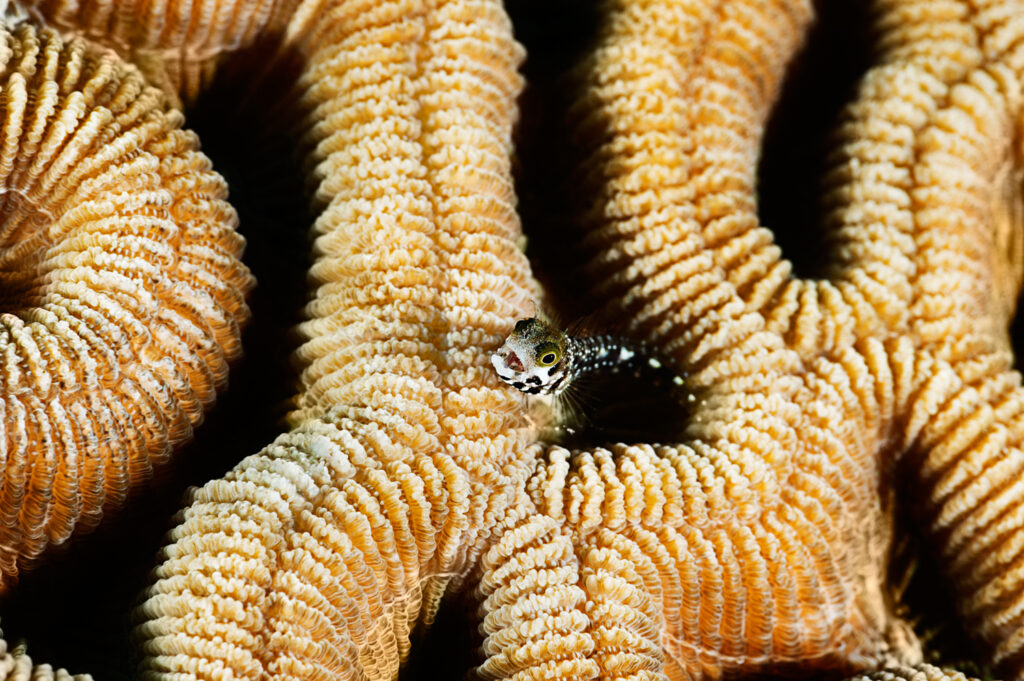 Underwater photography - Cayman Islands