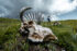 Predrag Vuckovic, Extreme Photographer, Highlander, Serbia